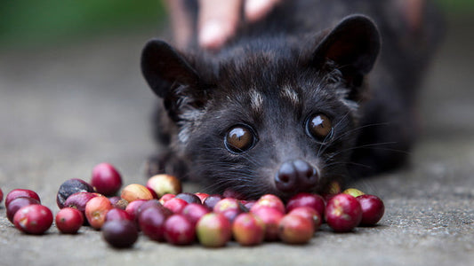 Journeying Into the Majestic World of Luwak Coffee